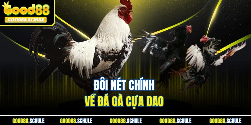 Đôi nét chính về đá gà cựa dao 